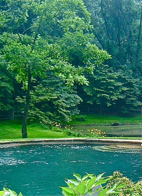 Чудесный лесной бассейн на Вашем участке